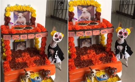 Disfrazan a mascota de catrina y se vuelve viral el TikTok