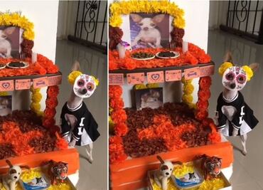 Disfrazan a mascota de catrina y se vuelve viral el TikTok
