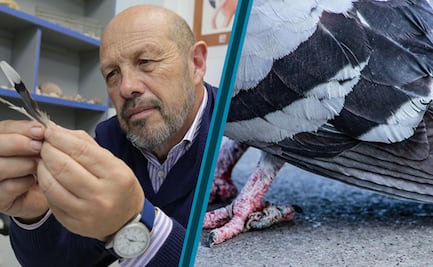 Plumaje de aves revela contaminación por metales pesados en Pachuca