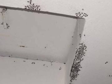 Vecinos de Héroes de Tizayuca denuncian plaga de moscas; señalan a la cuenca lechera