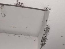 Vecinos de Héroes de Tizayuca denuncian plaga de moscas; señalan a la cuenca lechera