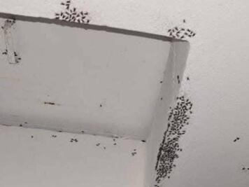 Vecinos de Héroes de Tizayuca denuncian plaga de moscas; señalan a la cuenca lechera
