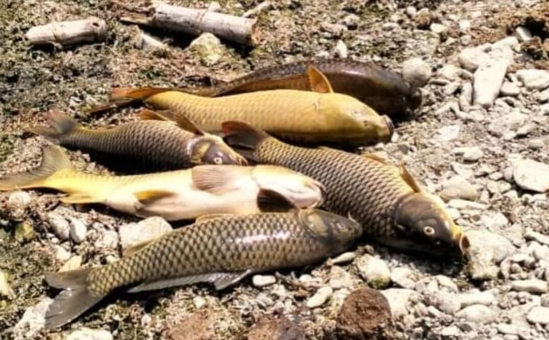 La muerte de peces en los ríos de la huasteca han sido reportados por algunos lugareños, lo que ha causado preocupación y tristeza entre los vecinos.
 Foto: Francisco Bautista