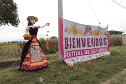 María y Néstor, floricultores de Doxey que apuestan por sus cultivos para Día de Muertos
