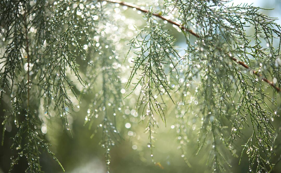 ¡Buenas noticias para Hidalgo! Foto: Pexels