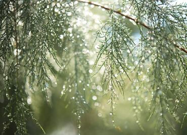 Hidalgo cumple cuatro meses sin sequía en ninguno de sus municipios