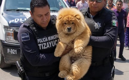Rescatan a Chow Chow en cateo por presunto maltrato animal