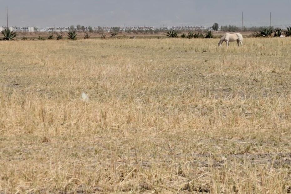 El 90% de las unidades agrícolas de Hidalgo registró pérdidas por sequía | Foto: Luis Soriano