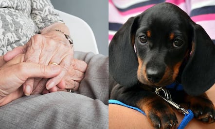 Adultos mayores y mascotas: Estilo de vida impulsa nuevos segmentos de negocio para franquicias