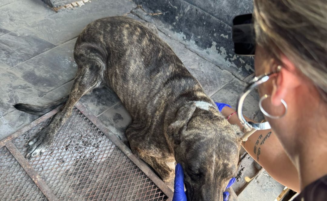 En Hidalgo existen alrededor de 600 colectivos y rescatistas dedicados a la protección animal, según cifras de "La Jauría de Balú".