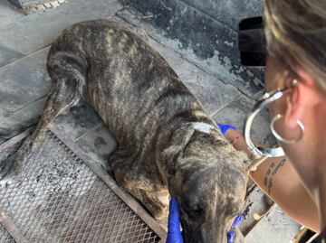 Crece el maltrato animal en Hidalgo pese a contar con unidad especializada