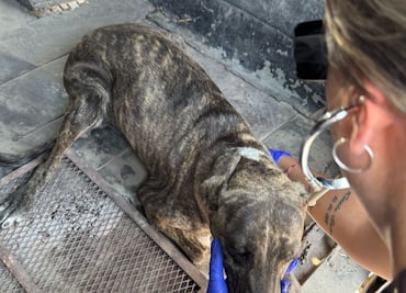 Crece el maltrato animal en Hidalgo pese a contar con unidad especializada