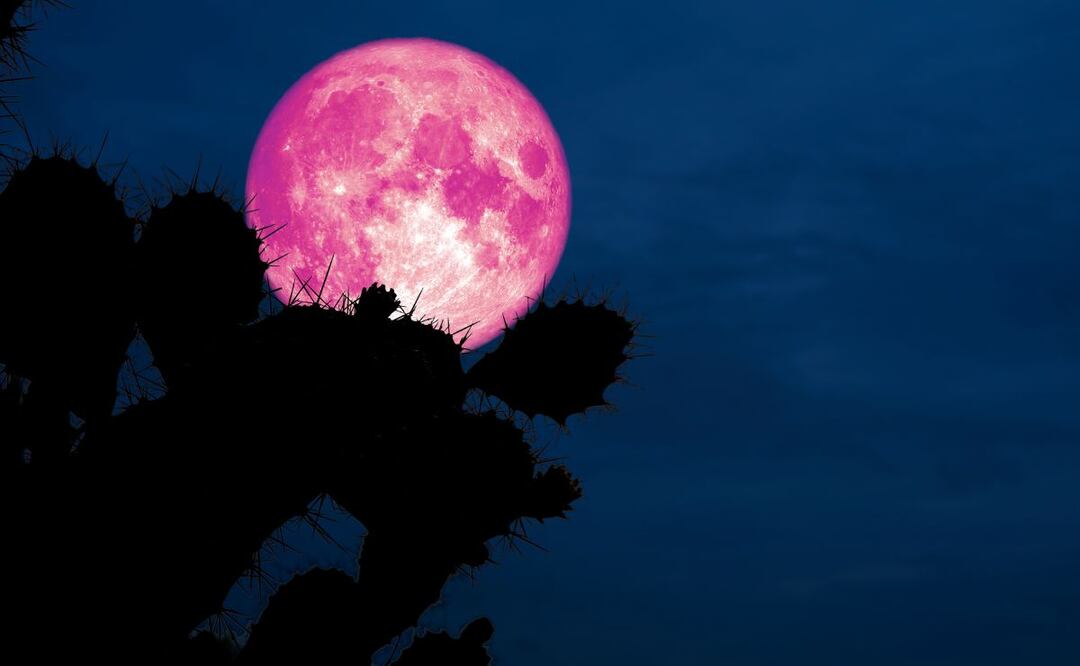 La luna rosa se relaciona con el florecimiento de las phlox salvajes en primavera, ¿te la vas a perder?  | Imagen ilustrativa
