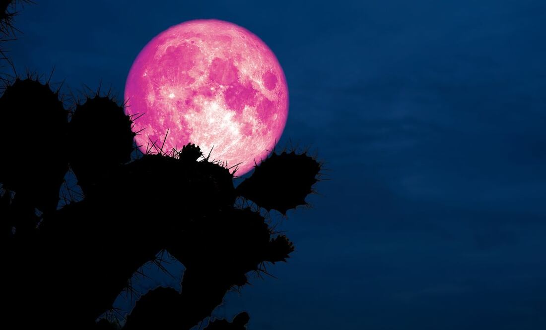 La luna rosa se relaciona con el florecimiento de las phlox salvajes en primavera, ¿te la vas a perder? | Imagen ilustrativa