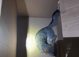 Rescatan a un zorro gris en Mineral de la Reforma 