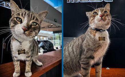 El viaje inesperado de Kodo, de Salamanca a Pachuca en un Mazda 3