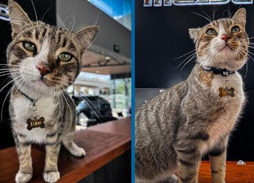 El viaje inesperado de Kodo, de Salamanca a Pachuca en un Mazda 3