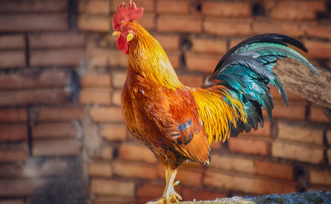 El Mega Derby Intercontinental celebra 20 años en la Feria de Hidalgo | Foto: Pexels