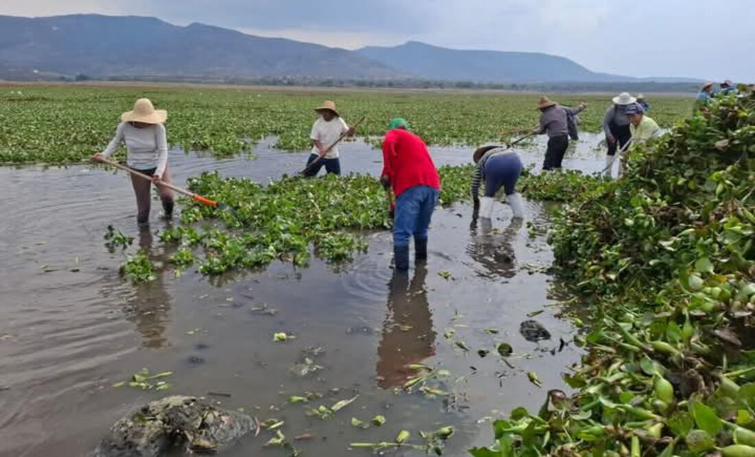 El lirio cubre más del 80 por ciento del embalse | Foto: Especial