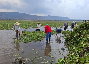 Inicia extracción de lirio acuático en la presa Javier Rojo Gómez