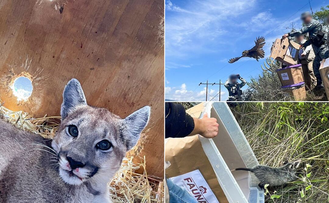 De la mano de la sociedad y las instituciones, la vida regresa al bosque | Facebook: PROFEPA