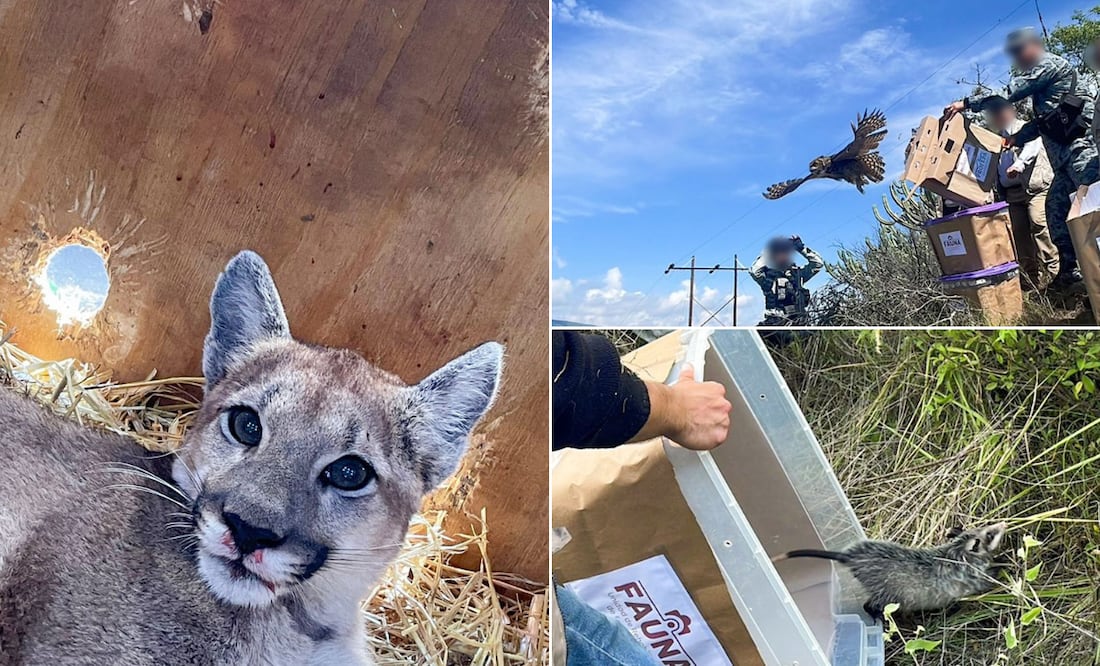 De la mano de la sociedad y las instituciones, la vida regresa al bosque | Facebook: PROFEPA