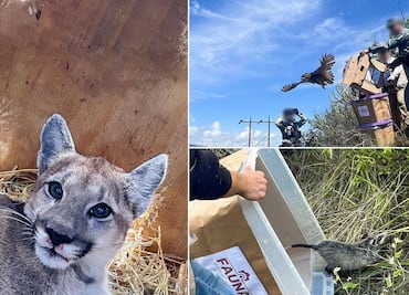 PROFEPA libera 19 ejemplares de fauna silvestre en la Barranca de Metztiltán