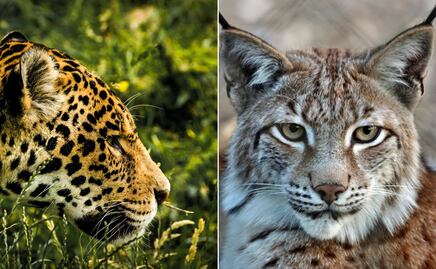 ¡Hidalgo, tierra de felinos! Registran nuevos avistamientos de pumas en cinco municipios