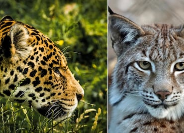 ¡Hidalgo, tierra de felinos! Registran nuevos avistamientos de pumas en cinco municipios