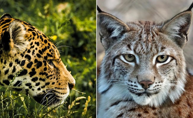 ¡Hidalgo, tierra de felinos! Registran nuevos avistamientos de pumas en cinco municipios