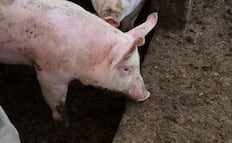 Detectan sacrificio clandestino de animales en Ixmiquilpan