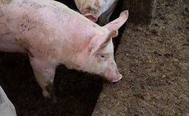 Detectan sacrificio clandestino de animales en Ixmiquilpan