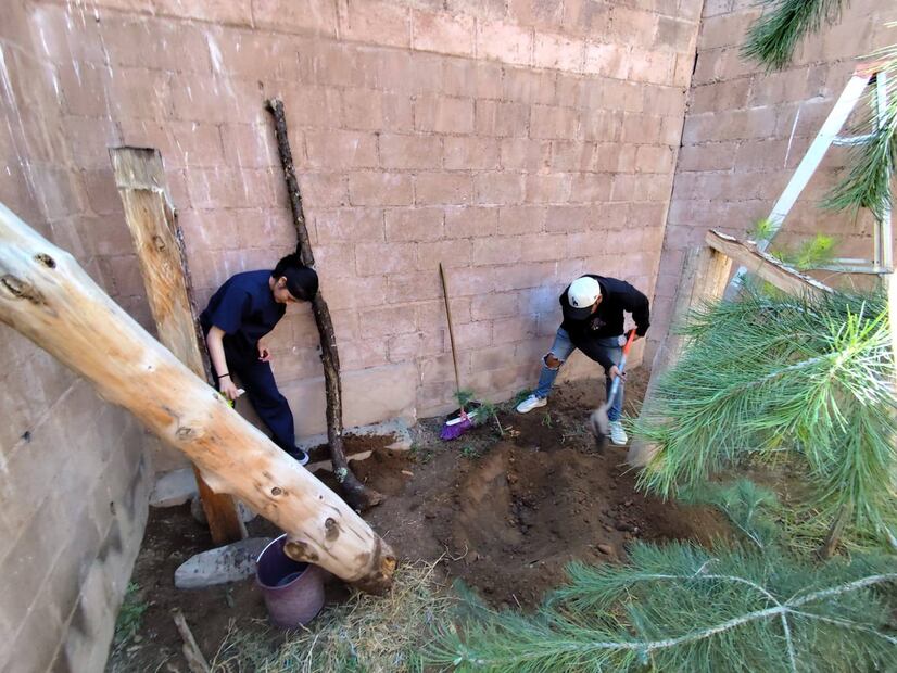 Xalt, el tigrillo rescatado en Hidalgo, avanza en su proceso de rehabilitación | Facebook: Unidad de Rehabilitación de Fauna Silvestre Pachuca