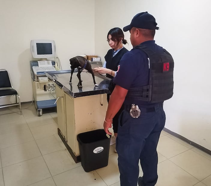 Rescatan a perrita abandonada en semáforo de Pachuca; permanece bajo resguardo municipal | foto: especial