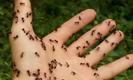 Este es el poderoso remedio casero que te hará acabar definitivamente con las hormigas