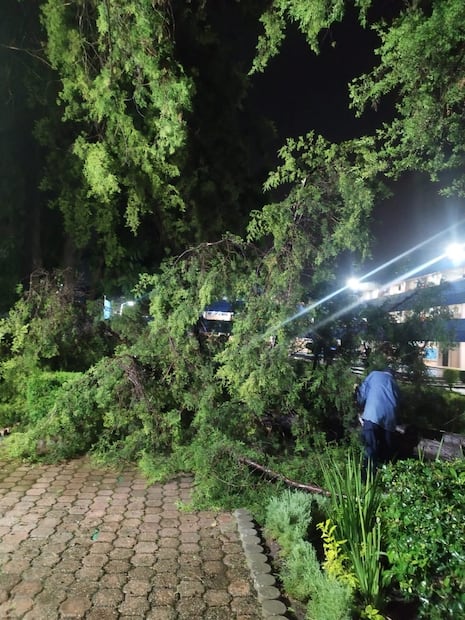 Caída de árboles y anegamientos en Tula de Allende I Foto: Especial