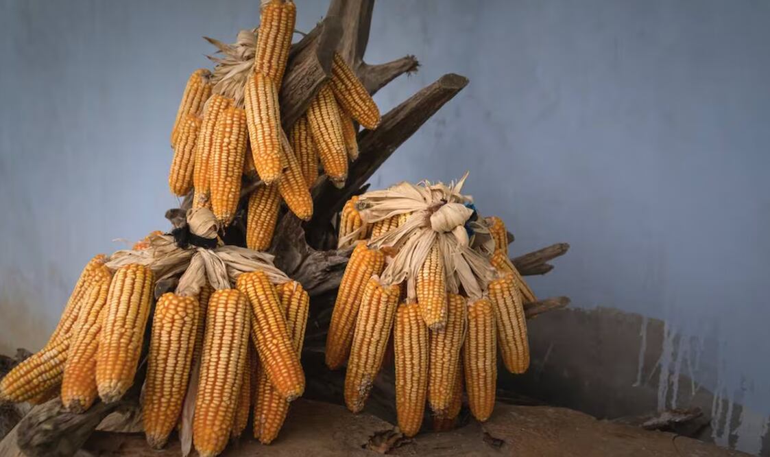 La propuesta fue enviada al presidente de la Cámara de Diputados, Sergio Gutiérrez Luna. Foto: Archivo EL UNIVERSAL