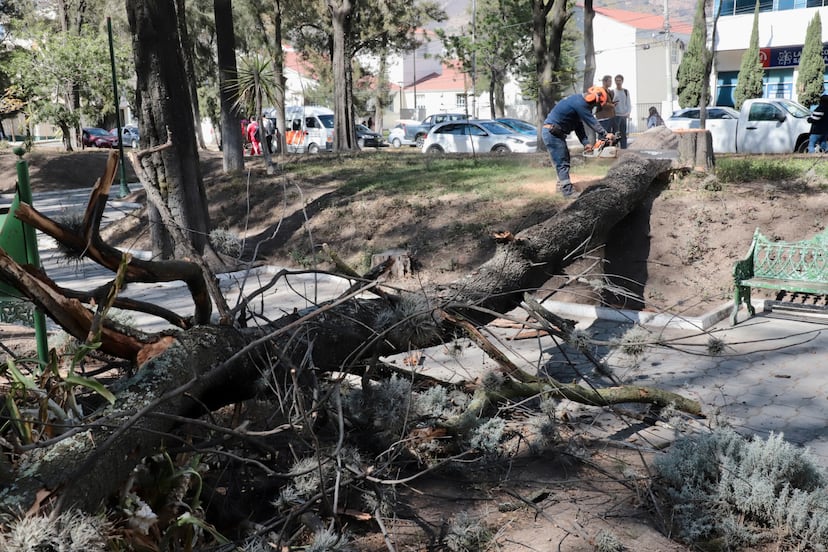 Plagas forestales obligan al derribo de 635 árboles en parques de Pachuca