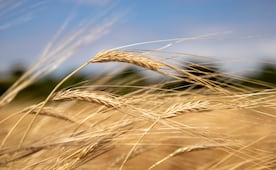 Cebaderos de Hidalgo avanzan en negociación con cerveceras por precio del grano