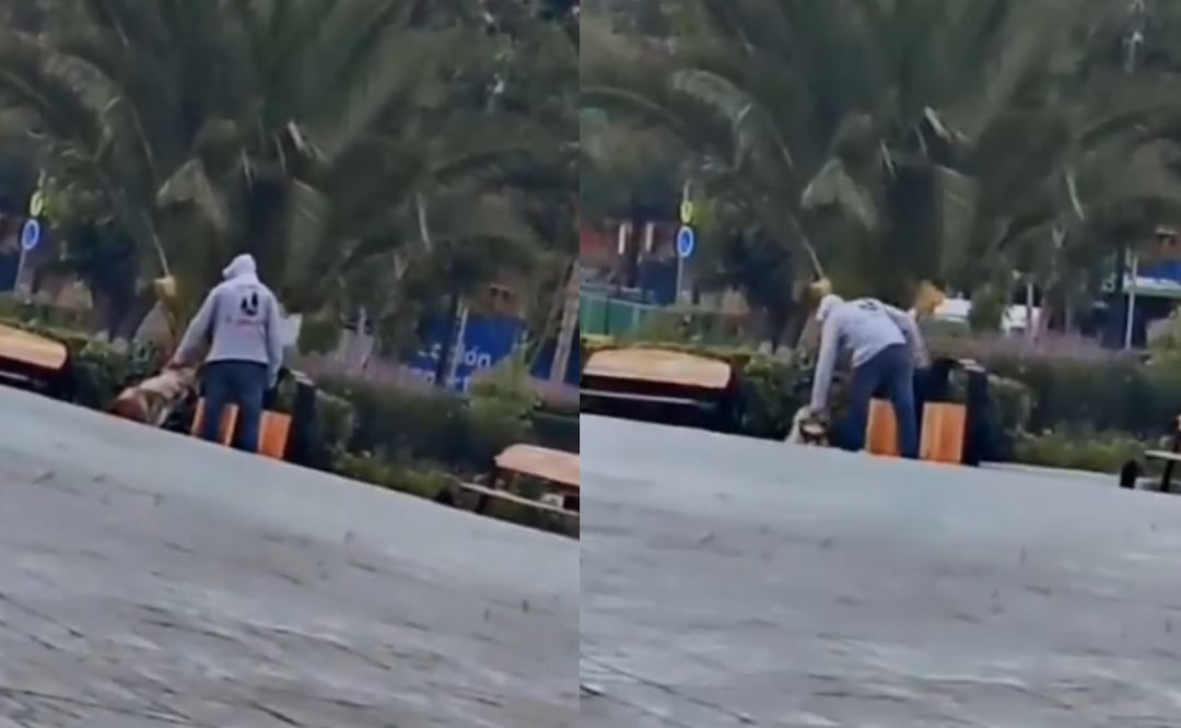 Denuncia al 800 912 1314 si presencias un acto de violencia contra animales | Capturas de video