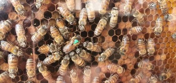 Reportan enjambre de abejas en avenida principal de Nopala; autoridades piden tener precaución