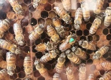 Reportan enjambre de abejas en avenida principal de Nopala; autoridades piden tener precaución