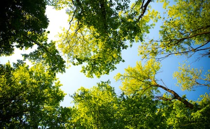 El 70 % de los árboles de Sembrando Vida logró sobrevivir en Hidalgo aún con sequía