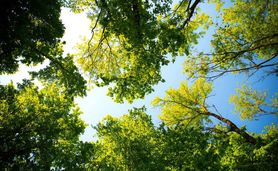 24 millones 745 mil árboles se buscan sembrar en la entidad durante el sexenio obradorista | Foto: Pexels