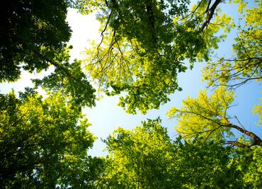 El 70 % de los árboles de Sembrando Vida logró sobrevivir en Hidalgo aún con sequía