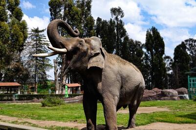 Despiden a elefante Ted de zoológico en Edomex; murió a los 60 años
