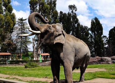 Despiden a elefante Ted de zoológico en Edomex; murió a los 60 años