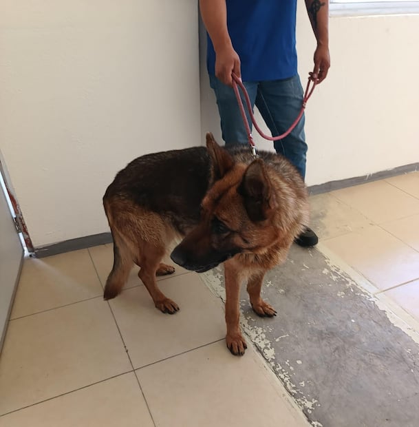 Rescatan a “Juan” y “Doria”, perros víctimas de maltrato en Pachuca | Foto: Lourdes Naranjo