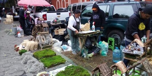 Comerciantes de Pachuca ofrecen musgo para nacimientos pese a estar prohibido