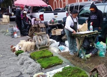 Comerciantes de Pachuca ofrecen musgo para nacimientos pese a estar prohibido